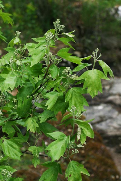 Sorbus torminalis, Baccarello, Ciavardello, Morichessa, Morighessa, Murighessa