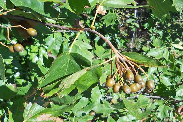 Sorbus torminalis, Baccarello, Ciavardello, Morichessa, Morighessa, Murighessa