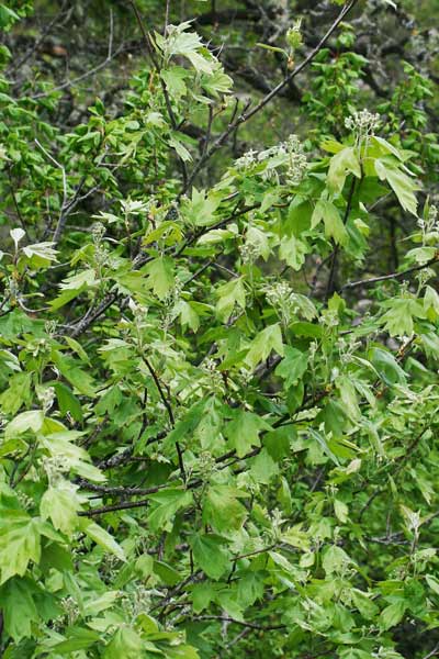 Sorbus torminalis, Baccarello, Ciavardello, Morichessa, Morighessa, Murighessa