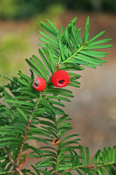 Taxus baccata, Albero della morte, Eni, Enis, Linn’arrubia, Longu fresu, Niberu Tasiri, Tassu, Tasua, Tasuru