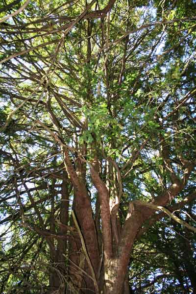 Taxus baccata, Albero della morte, Eni, Enis, Linn’arrubia, Longu fresu, Niberu Tasiri, Tassu, Tasua, Tasuru