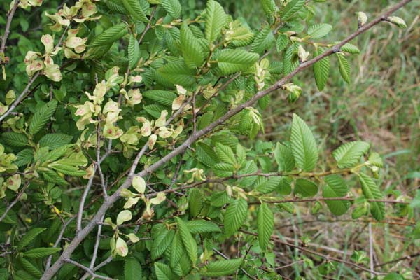 Ulmus minor, Olmo campestre, Olamu, Olimu, Oranu, Oramu, Ulimu, Ulmu, Ulumu