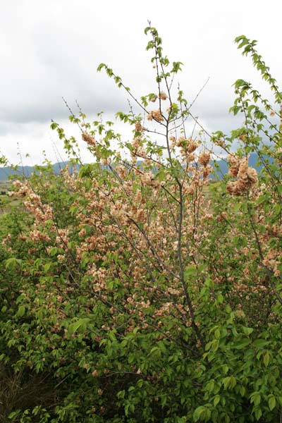 Ulmus minor, Olmo campestre, Olamu, Olimu, Oranu, Oramu, Ulimu, Ulmu, Ulumu