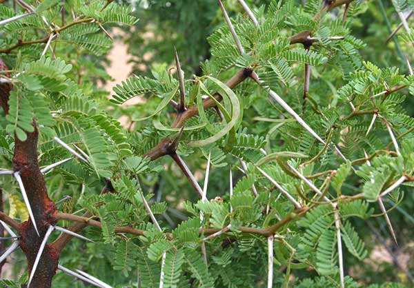 Vachellia karroo, Acacia orrida, Mimosa orrida, Gaggia orrida, Acacia, Gaggia, Garzia