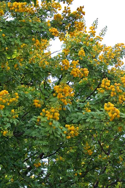 Vachellia karroo, Acacia orrida, Mimosa orrida, Gaggia orrida, Acacia, Gaggia, Garzia