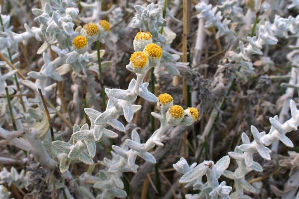 Achillea maritima, Santolina delle spiagge, Santolina marittima, Erba bianca