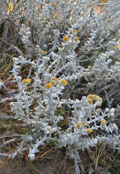 Achillea maritima, Santolina delle spiagge, Santolina marittima, Erba bianca