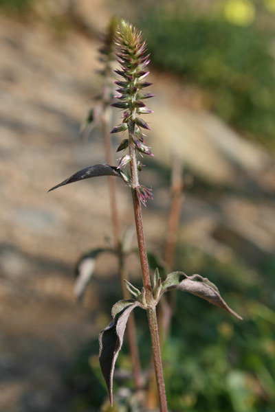 Achyranthes sicula, Achirante siciliana