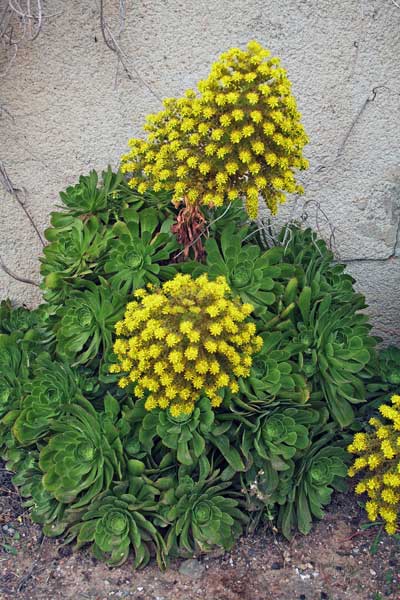 Aeonium arboreum, Semprevivo arborescente