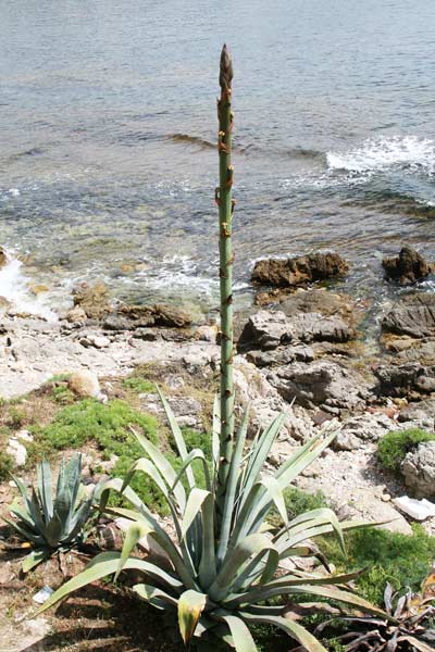 Agave americana, Asparach de foc, Erba de isprene, Espada de fok, Folla de ispreni