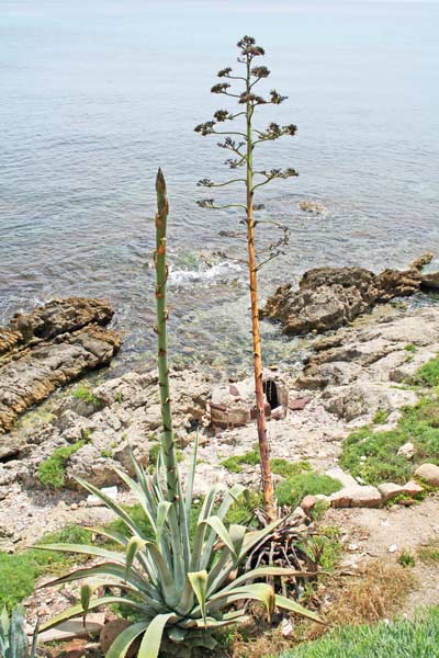 Agave americana, Asparach de foc, Erba de isprene, Espada de fok, Folla de ispreni