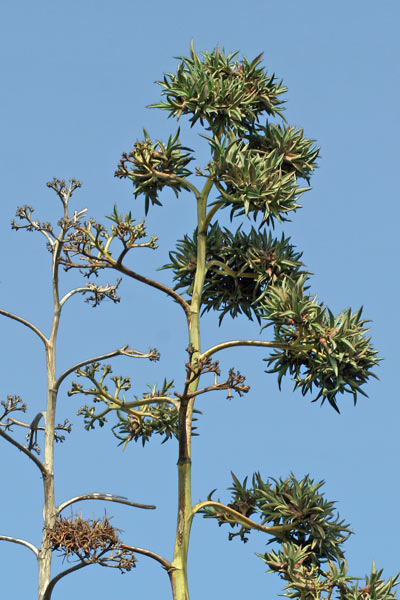 Agave fourcroydes, Agave henequen