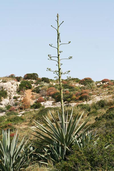 Agave fourcroydes, Agave henequen