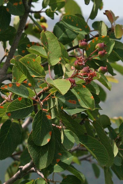 Amelanchier ovalis, Pero corvino