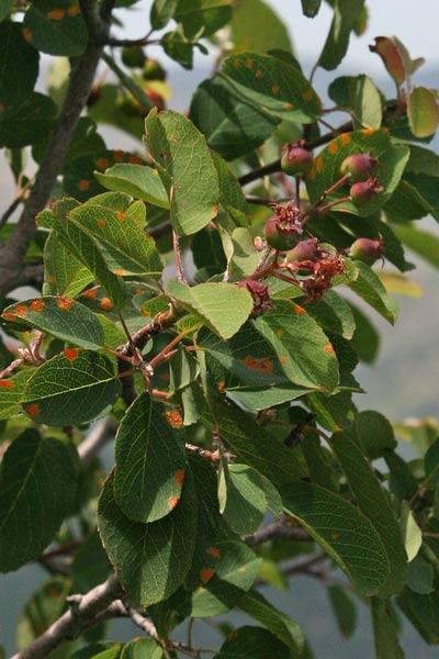 Amelanchier ovalis, Pero corvino