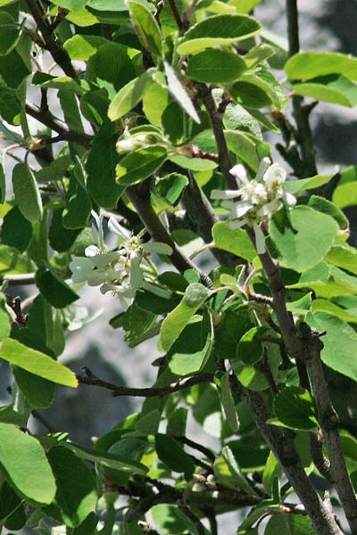 Amelanchier ovalis, Pero corvino