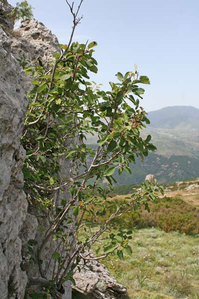 Amelanchier ovalis, Pero corvino