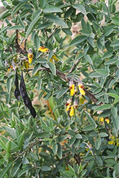 Anagyris foetida, Anagiride, Laburno fetido, Fazzorba, Giolva, Giorva, Thilippa, Siliqua crabina