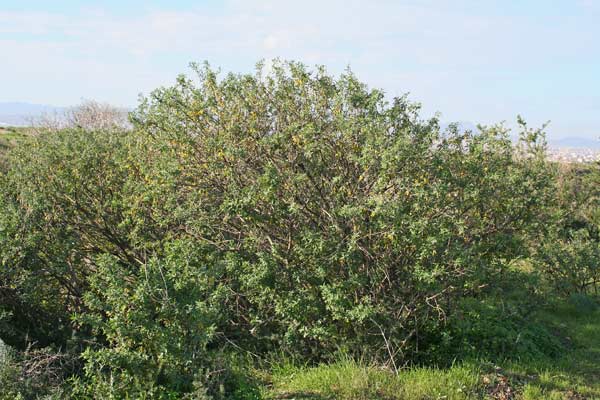 Anagyris foetida, Anagiride, Laburno fetido, Fazzorba, Giolva, Giorva, Thilippa, Siliqua crabina