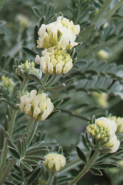 Anthyllis barba-jovis, Vulneraria barba di Giove