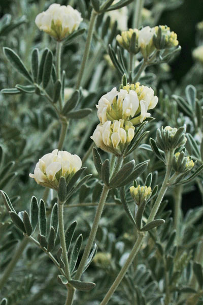 Anthyllis barba-jovis, Vulneraria barba di Giove