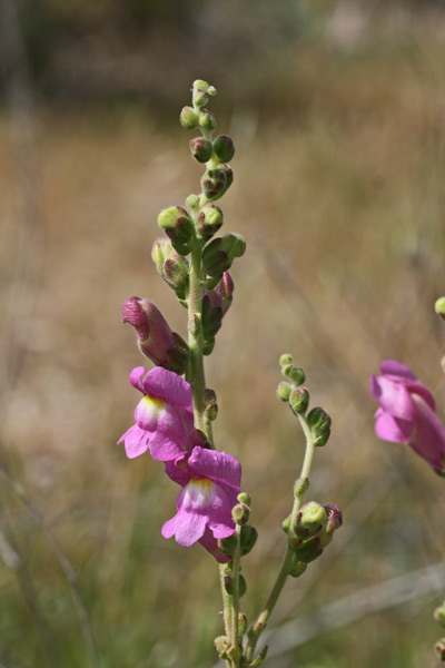 Antirrhinum majus subsp. tortuosum, Bocca di leone, Bocca di leone cespugliosa, Bocca di lioni, Bucca 'e leone, Bucca de cani, Bucca de lioni