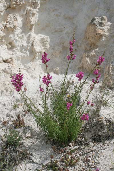 Antirrhinum majus subsp. tortuosum, Bocca di leone, Bocca di leone cespugliosa, Bocca di lioni, Bucca 'e leone, Bucca de cani, Bucca de lioni