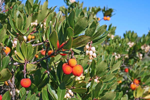 Arbutus unedo, Arbuto, Corbezzolo, Aridoni, Ghilidone, Lidone, Mela lidone, Obioni, Olioni