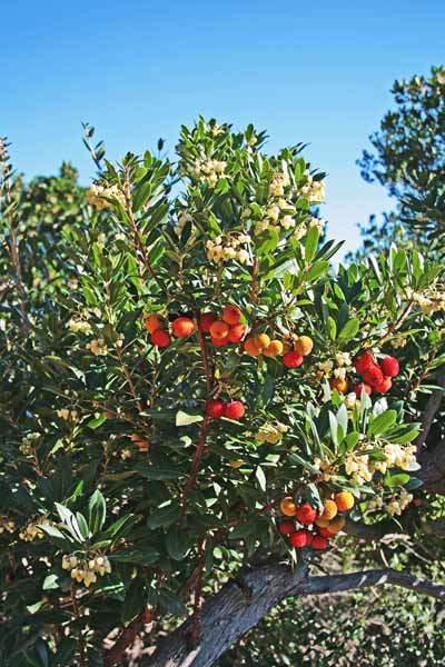 Arbutus unedo, Arbuto, Corbezzolo, Aridoni, Ghilidone, Lidone, Mela lidone, Obioni, Olioni