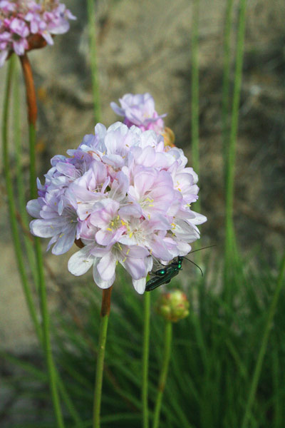 Armeria pungens, Spillone delle spiagge, Rosa marina