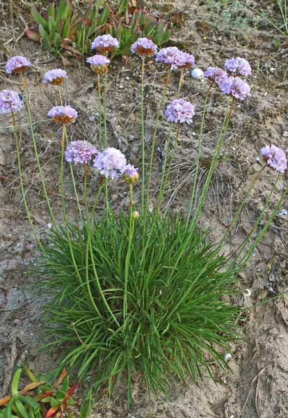 Armeria pungens, Spillone delle spiagge, Rosa marina