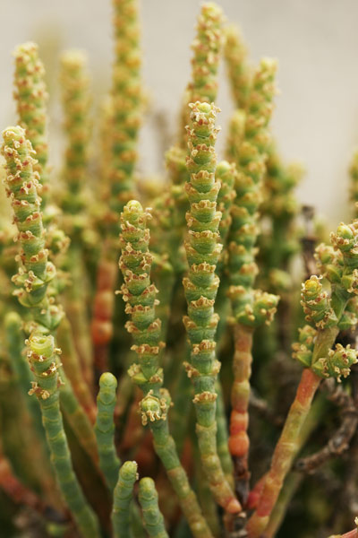 Arthrocaulon macrostachyum, Salicornia glauca, Sussuini