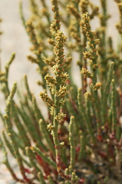 Arthrocaulon macrostachyum, Salicornia glauca, Sussuini