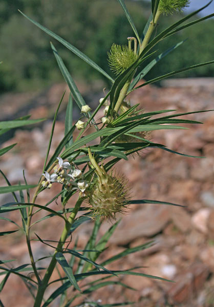 Asclepias fruticosa, Falso cotone, Erba de cotoni, Pranta de seda, Seda