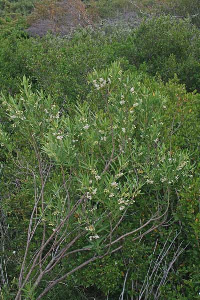 Asclepias fruticosa, Falso cotone, Erba de cotoni, Pranta de seda, Seda