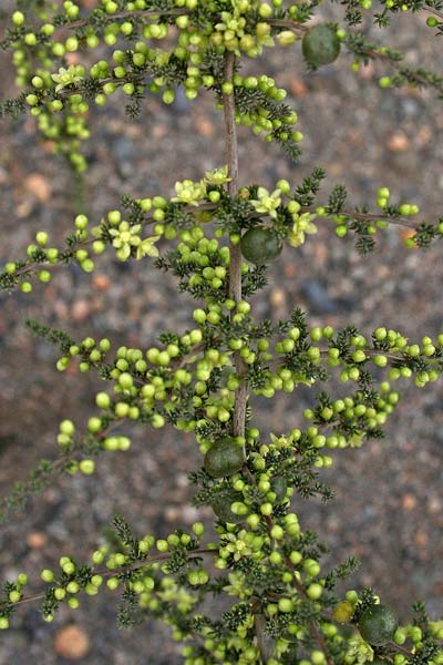 Asparagus acutifolius, Asparago pungente, Asparago selvatico, Arbarau, Isparau, Sparau femina