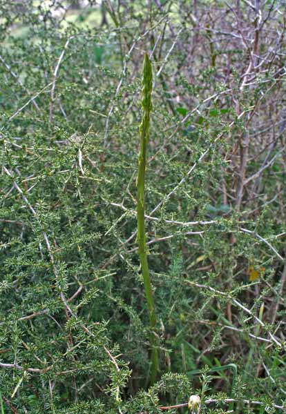 Asparagus acutifolius, Asparago pungente, Asparago selvatico, Arbarau, Isparau, Sparau femina