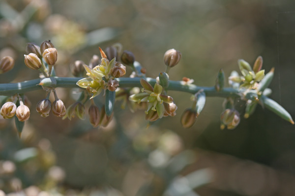 Asparagus horridus, Asparago spinoso