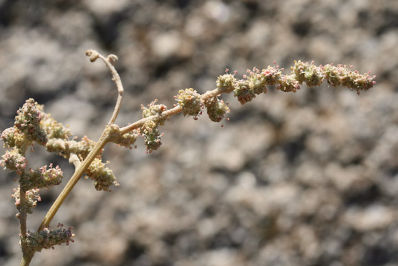 Atriplex halimus, Alimo, Atriplice, Elma, Elima, Elimu, Alimu, Selebra