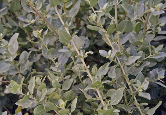 Atriplex halimus, Alimo, Atriplice, Elma, Elima, Elimu, Alimu, Selebra