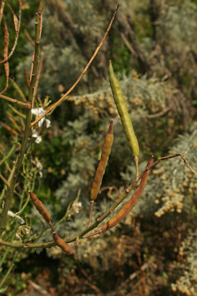 Brassica insularis, Cavolo di Sardegna, Cabiu de arrocca, Caul’aresti, Cauleddu