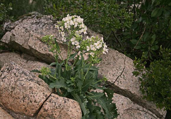 Brassica insularis, Cavolo di Sardegna, Cabiu de arrocca, Caul’aresti, Cauleddu