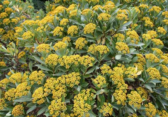 Bupleurum fruticosum, Bupleuro cespuglioso, Linna niedda, Linna pudescia, Linna pudida, Laru crabinu, Lau crabinu