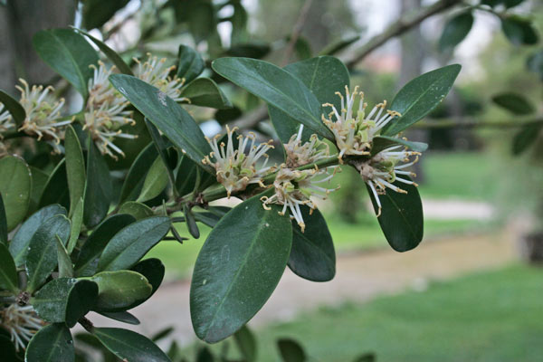 Buxus balearica, Bosso delle Baleari, Busciolu, Busciu, Busciulu, Bussolu, Bussu, Bussulu