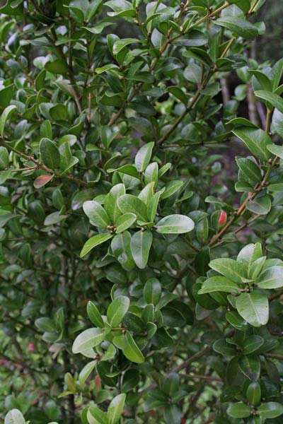 Buxus balearica, Bosso delle Baleari, Busciolu, Busciu, Busciulu, Bussolu, Bussu, Bussulu