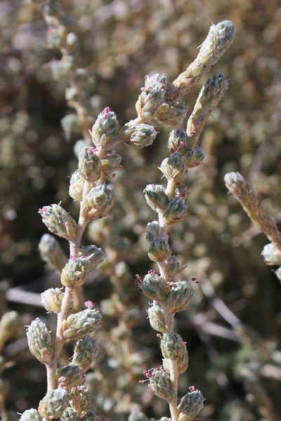 Camphorosma monspeliaca, Canforata di Montpellier