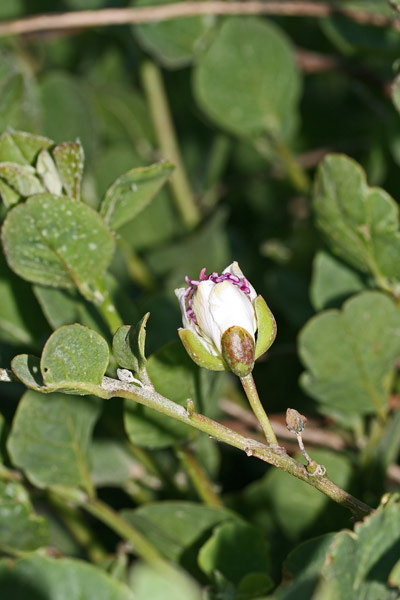 Capparis spinosa subsp. rupestris, Cappero orientale, Capparu, Capperu, Cappuru, Tappara, Tapparas, Tappari, Tappuru