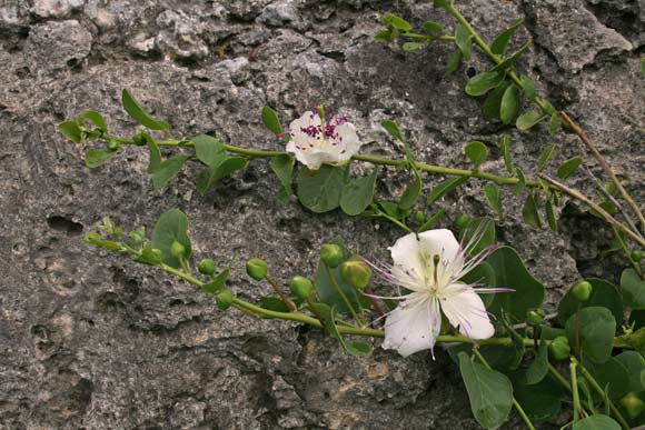 Capparis spinosa subsp. rupestris, Cappero orientale, Capparu, Capperu, Cappuru, Tappara, Tapparas, Tappari, Tappuru