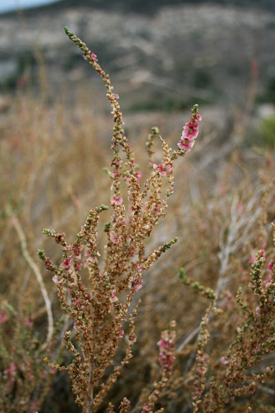 Caroxylon vermiculatum, Sassoini, Sossoini, Sussuini