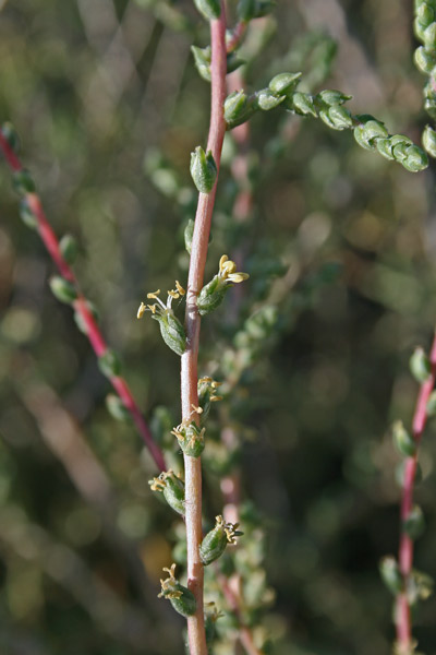 Caroxylon vermiculatum, Sassoini, Sossoini, Sussuini